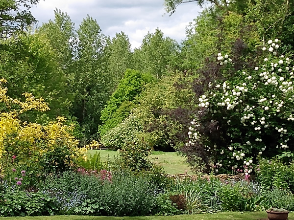 Garden in Summer